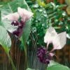 Tacca Integrifolia 1 Tacca Integrifolia -Plant Flower Store Tacca integrifolia 0008801 16838.1623341886