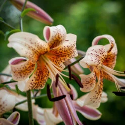 Tiger Lily Collection Tiger Lily -Plant Flower Store Tiger Lily Collection 1021916 2 08854.1638814062