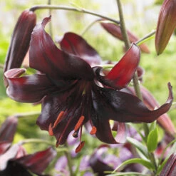 Tiger Lily Collection Tiger Lily -Plant Flower Store Tiger Lily Collection 1021916 4 78142.1638814062