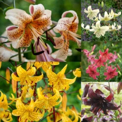 Tiger Lily Collection Tiger Lily