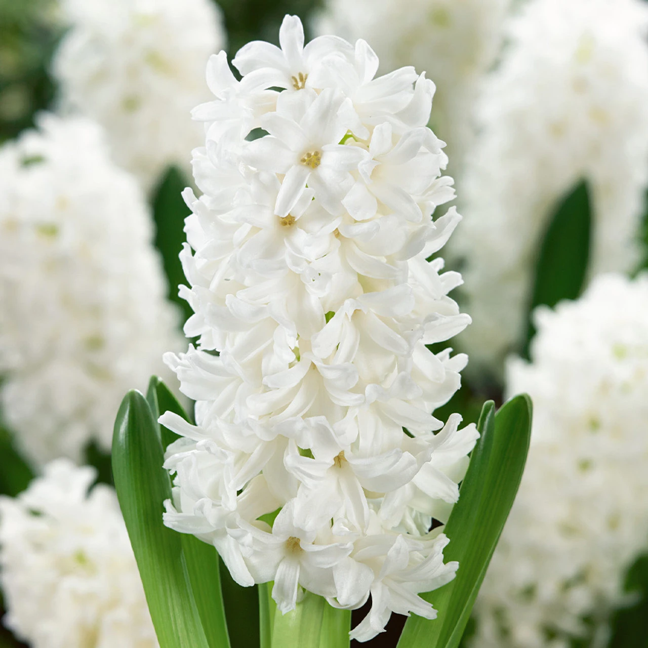 Top Size Hyacinth Collection 17-18cm 4 Top Size Hyacinth Collection 17-18cm - Image 2