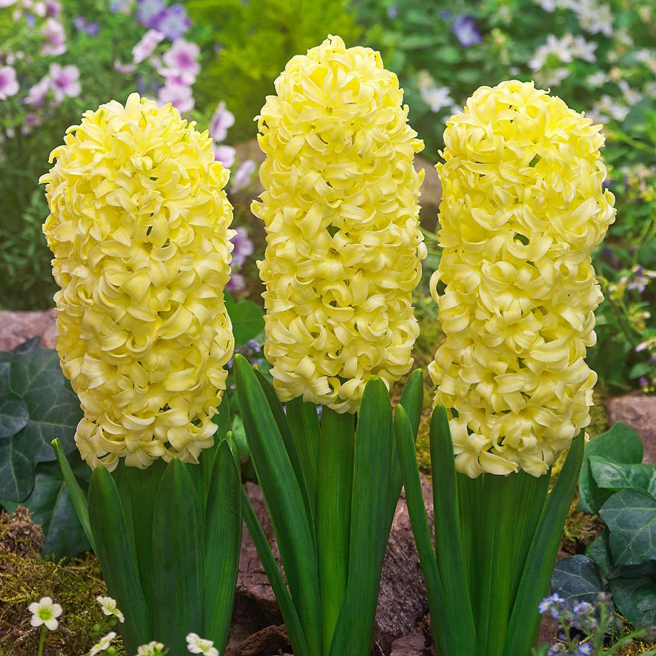 Top Size Hyacinth Collection 17-18cm 9 Top Size Hyacinth Collection 17-18cm - Image 7