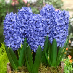 Top Size Hyacinth Collection 17-18cm 14 Top Size Hyacinth Collection 17-18cm -Plant Flower Store Top Size Hyacinth Collection 17 18cm 1020098 4 10635.1687964328