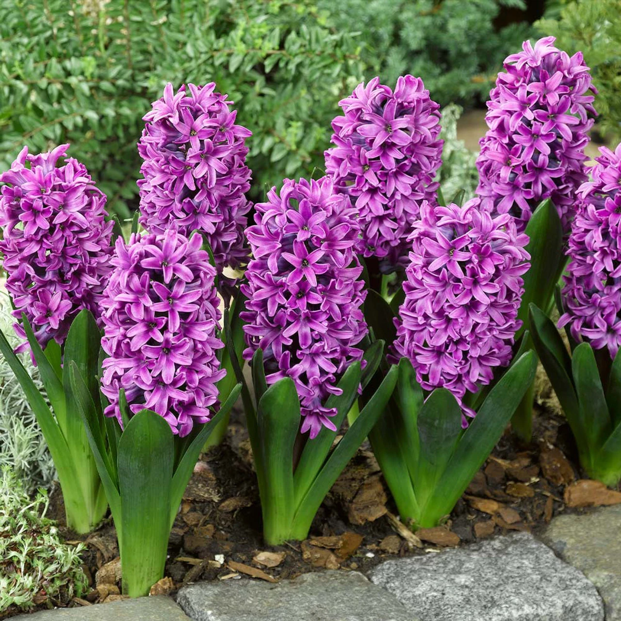 Top Size Hyacinth Collection 17-18cm 6 Top Size Hyacinth Collection 17-18cm - Image 4