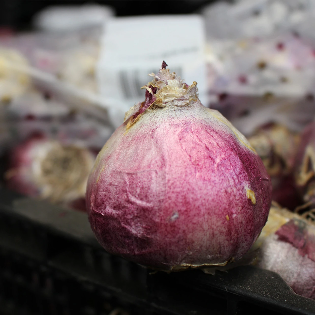 Top Size Hyacinth Collection 17-18cm 10 Top Size Hyacinth Collection 17-18cm - Image 8