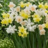 Triandrus Narcissi Mixed -Plant Flower Store Triandrus Narcissi mixed 0014118 87082.1692782719
