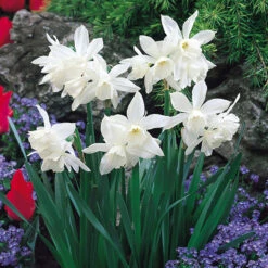 Triandrus Narcissus Collection Triandrus Daffodil Collection -Plant Flower Store Triandrus Narcissus Collection 1021479 2 17196.1655194500