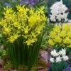 Triandrus Narcissus Collection Triandrus Daffodil Collection -Plant Flower Store Triandrus Narcissus Collection 1021479 7 72773.1655894117
