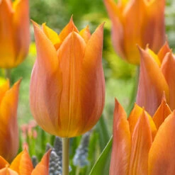 Triumph Tulip Collection (Top Quality Bulbs) Tulipa -Plant Flower Store Triumph Tulip Collection 11 12cm 1021376 7 28667.1693553668