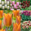 Triumph Tulip Collection (Top Quality Bulbs) Tulipa 1 Triumph Tulip Collection (Top Quality Bulbs) Tulipa -Plant Flower Store Triumph Tulip Collection 11 12cm 1021376 8 95201.1693553668