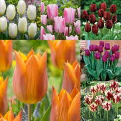 Triumph Tulip Collection (Top Quality Bulbs) Tulipa