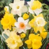 Narcissus Trumpet Mixed 12-14cm Daffodil Trumpet Mixed -Plant Flower Store Trumpet Daffodils Mixed 0004081 42686.1628849733