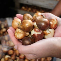 Multiflower Canada Tulip Collection (Saver Sized Bulbs) Greigii Tulip -Plant Flower Store Tulip 10 11cm bulbs 47395.1687937587