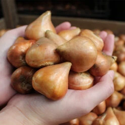 Tulip Green Star/Doll's Minuet Collection -Plant Flower Store Tulip 11 12cm bulbs 18092.1657629910