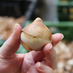 Tulip Lady Van Eijk 7 Tulip Lady Van Eijk -Plant Flower Store Tulip 12cm plus bulbs 08740.1688051723