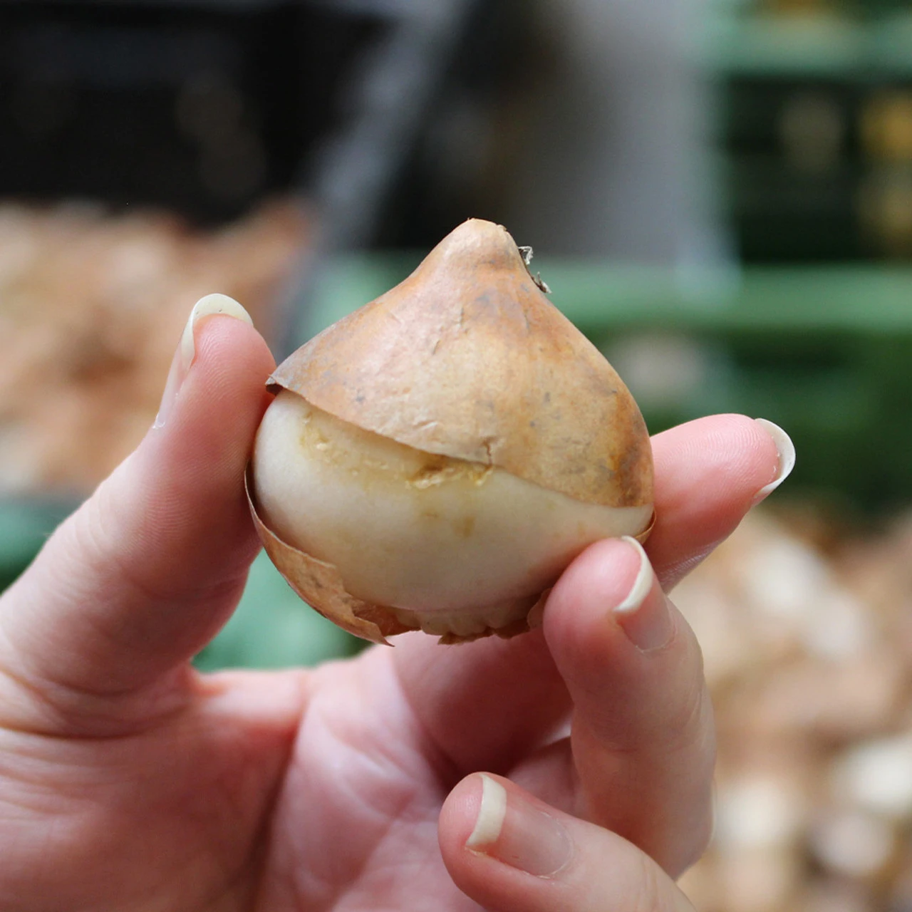 Tulip Mystic Van Eijk 5 Tulip Mystic Van Eijk - Image 3