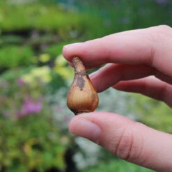 Tulip Little Collection -Plant Flower Store Tulip 6 8cm bulbs 75470.1687944676