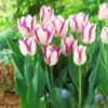 Tulip Affaire Tulip Affaire -Plant Flower Store Tulip Affaire 0008480 82966.1628505943