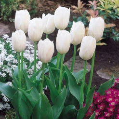 Tulip Alabaster Tulipa