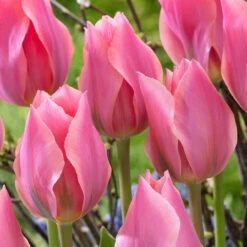 Tulip Albert Heijn Tulipa Albert Heijn -Plant Flower Store Tulip Albert Heijn 0004430 3 33569.1654679207