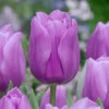 Tulip Alibi Tulipa 1 Tulip Alibi Tulipa -Plant Flower Store Tulip Alibi 0004457 2 57167.1694096978