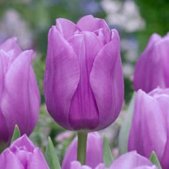 Tulip Alibi Tulipa