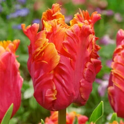 Tulip Amazing Parrot -Plant Flower Store Tulip Amazing Parrot 0011678 2 02414.1624379167