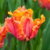 Tulip Amazing Parrot 2 Tulip Amazing Parrot -Plant Flower Store Tulip Amazing Parrot 0011678 13831.1624379167