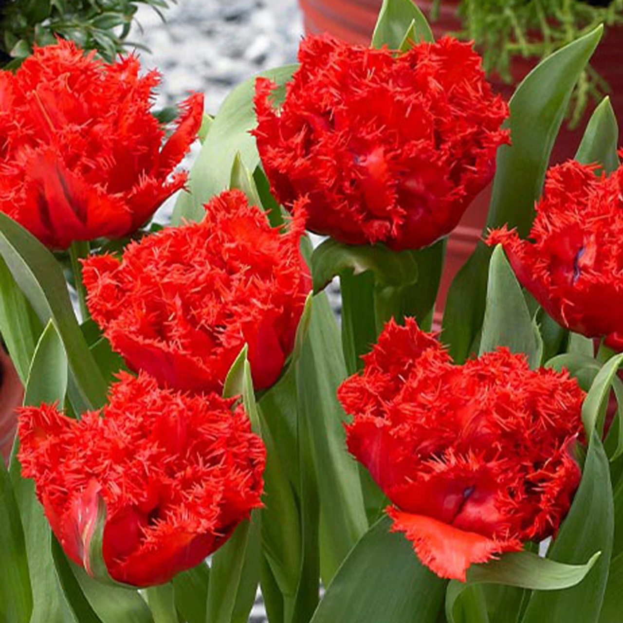 Tulip Anfield 4 Tulip Anfield - Image 2