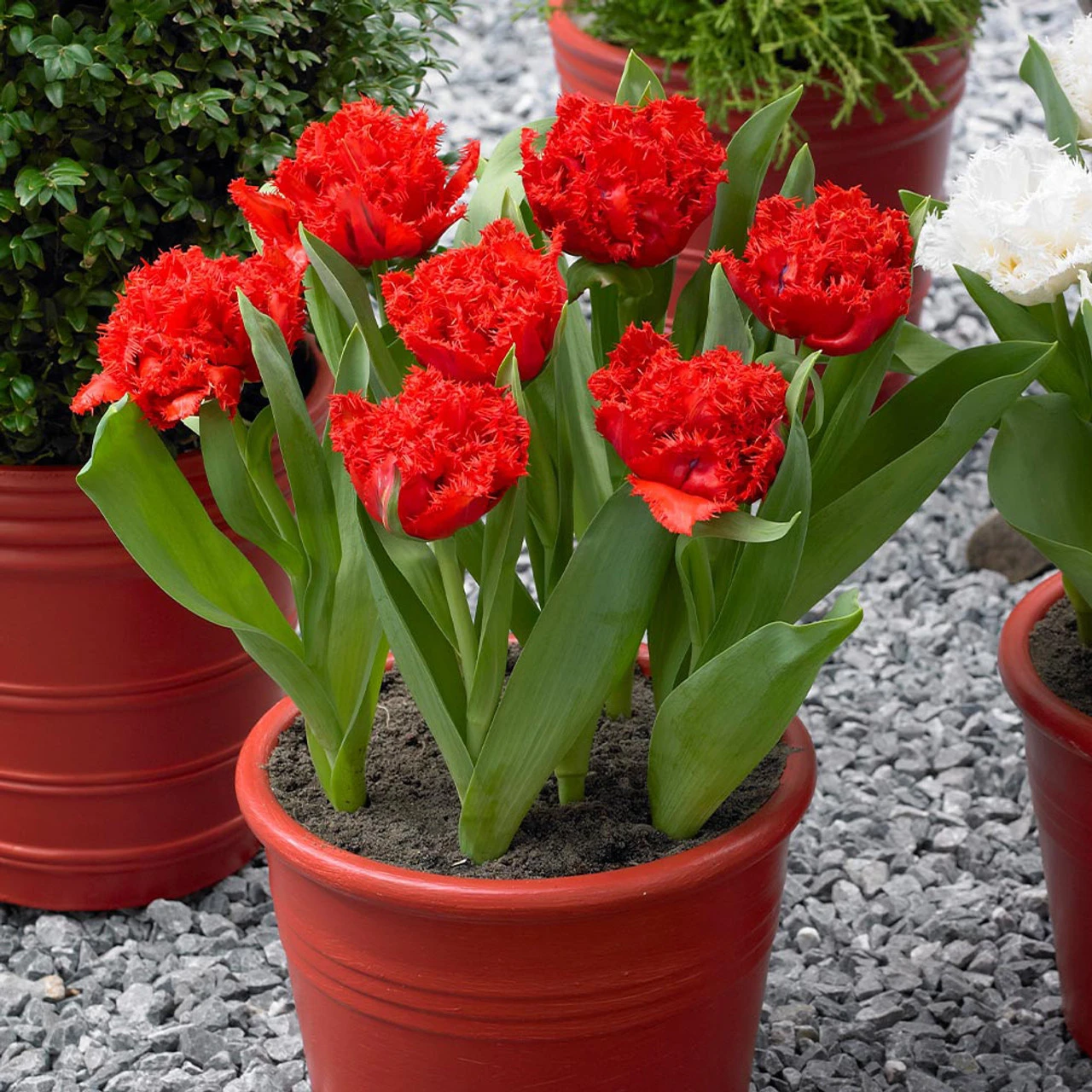 Tulip Anfield 3 Tulip Anfield