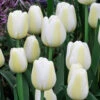 Tulip Angel's Wish 2 Tulip Angel's Wish -Plant Flower Store Tulip Angels Wish 0011140 2 33448.1657633104