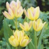 Tulip Antoinette Tulipa -Plant Flower Store Tulip Antoinette 11 12cm 0003952 77495.1623343556