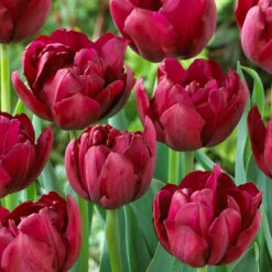 Tulip Antraciet 11/12cm Tulipa -Plant Flower Store Tulip Antraciet 0005890 2 37496.1654679083