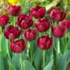 Tulip Antraciet 11/12cm Tulipa 1 Tulip Antraciet 11/12cm Tulipa -Plant Flower Store Tulip Antraciet 0005890 25274.1654679083