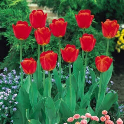 Tulip Apeldoorn Tulipa -Plant Flower Store Tulip Apeldoorn 0002582 2 47713.1628090539