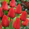Tulip Apeldoorn Tulipa -Plant Flower Store Tulip Apeldoorn 0002582 47499.1628090539