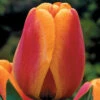 Tulip Apeldoorns Elite Tulipa -Plant Flower Store Tulip Apeldoorns Elite 0002584 92019.1655379203