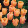 Tulip Apricot Beauty (Saver Sized Bulbs) Tulipa -Plant Flower Store Tulip Apricot Beauty 0000815 21740.1628160538