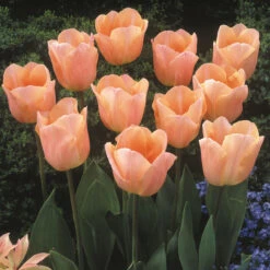 Tulip Apricot Beauty Tulipa 8 Tulip Apricot Beauty Tulipa -Plant Flower Store Tulip Apricot Beauty 0002922 2 12950.1628160623