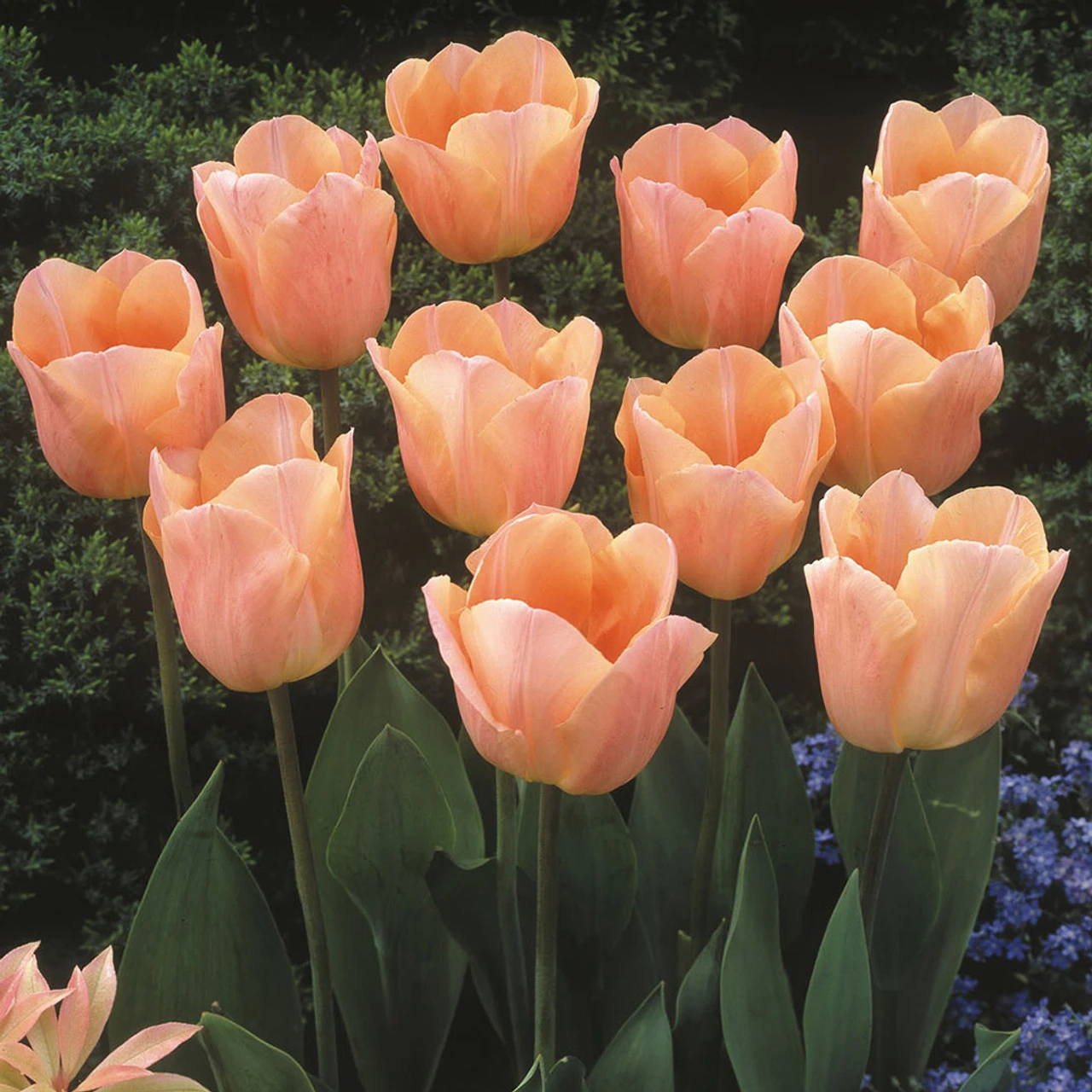Tulip Apricot Beauty Tulipa 5 Tulip Apricot Beauty Tulipa - Image 3