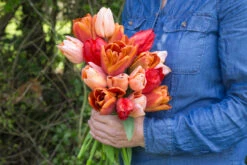 Tulip Apricot Beauty Tulipa 7 Tulip Apricot Beauty Tulipa -Plant Flower Store Tulip Apricot Beauty 11 12cm 0002922 2 90340.1623344093