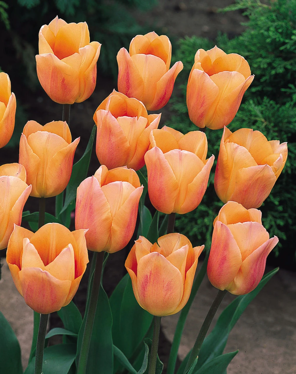 Tulip Apricot Beauty Tulipa 3 Tulip Apricot Beauty Tulipa