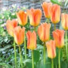 Tulip Apricot Emperor Tulip Apricot Emperor 11-12cm 2 Tulip Apricot Emperor Tulip Apricot Emperor 11-12cm -Plant Flower Store Tulip Apricot Emperor 0004911 99423.1654679263