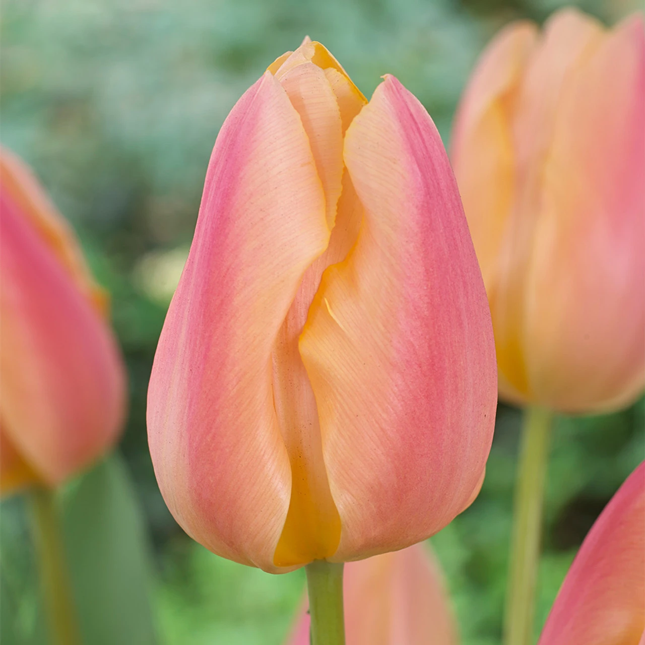 Tulip Apricot Favourite (Saver Sized Bulbs) Tulipa 3 Tulip Apricot Favourite (Saver Sized Bulbs) Tulipa
