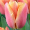 Tulip Apricot Foxx Tulipa -Plant Flower Store Tulip Apricot Fox 0014076 2 62895.1655113994