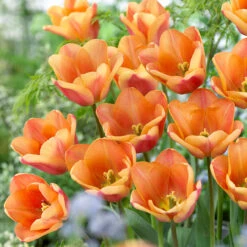 Tulip Apricot Foxx Tulipa -Plant Flower Store Tulip Apricot Fox 0014076 98935.1655113994