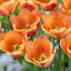 Tulip Apricot Foxx Tulipa -Plant Flower Store Tulip Apricot Foxx 0014076 2 76168.1654677894