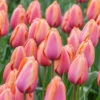 Tulip Apricot Impression Tulipa 2 Tulip Apricot Impression Tulipa -Plant Flower Store Tulip Apricot Impression 11 12cm 0005993 2 61103.1628159049