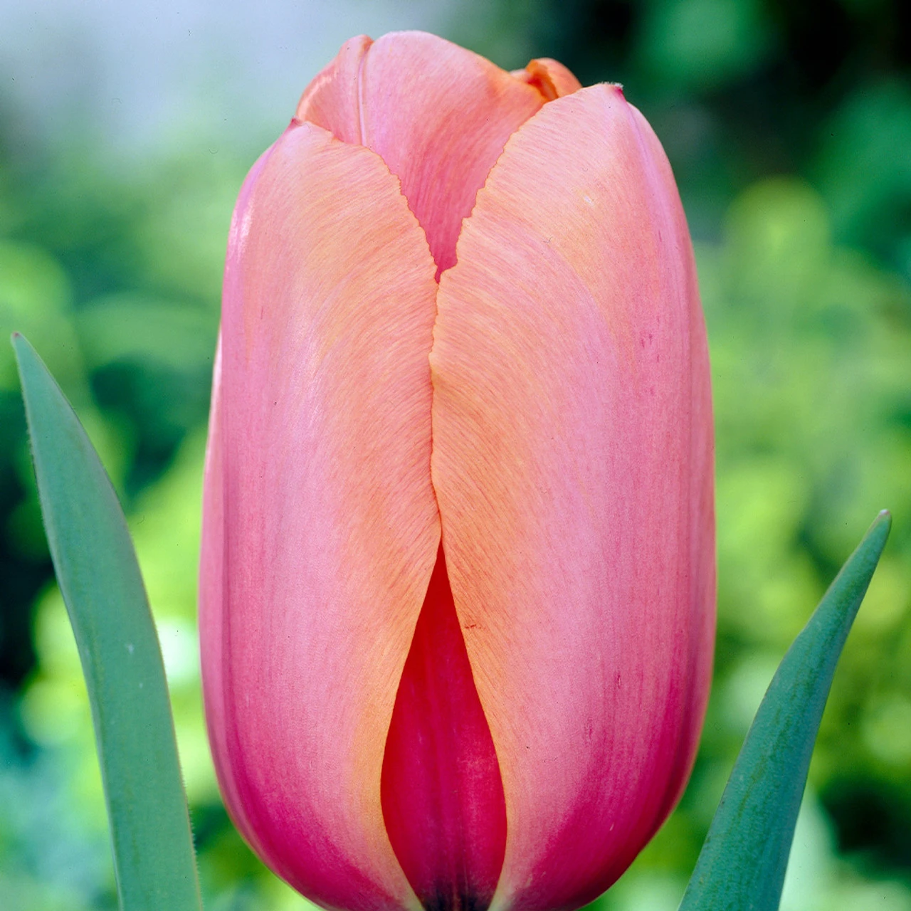 Tulip Apricot Impression Tulipa 4 Tulip Apricot Impression Tulipa - Image 2