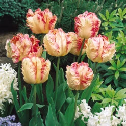Tulip Apricot Parrot (Pastal) -Plant Flower Store Tulip Apricot Parrot Pastal 0002892 2 40357.1691054823